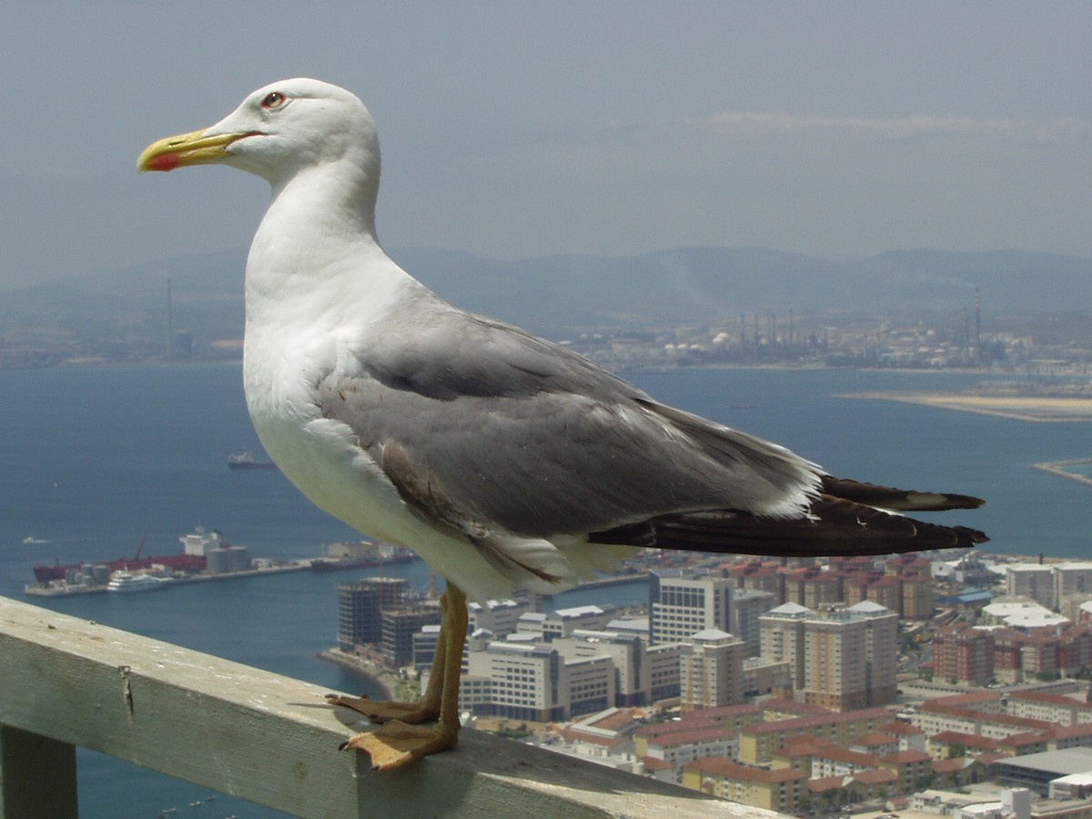 Yellow-legged Gull - ML401148841