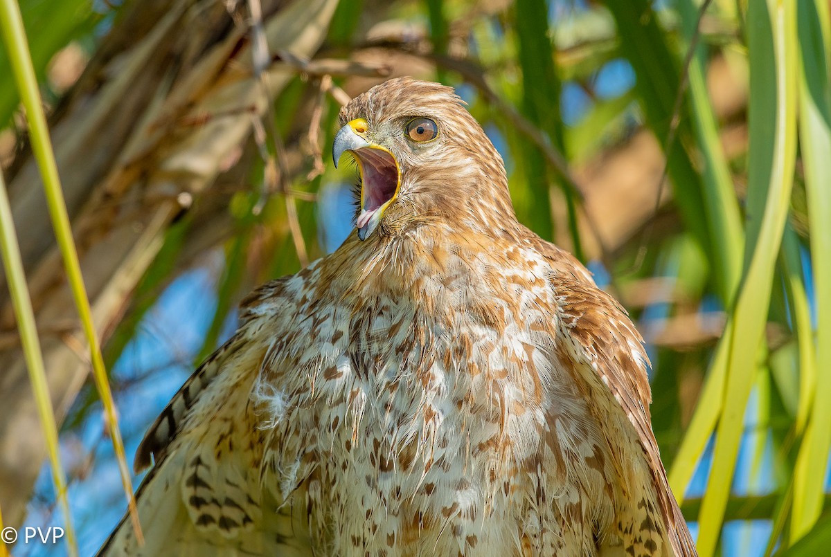 Red-shouldered Hawk - ML401149011