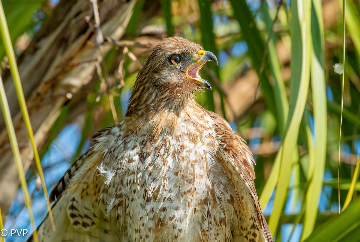 Red-shouldered Hawk - Paul Peed