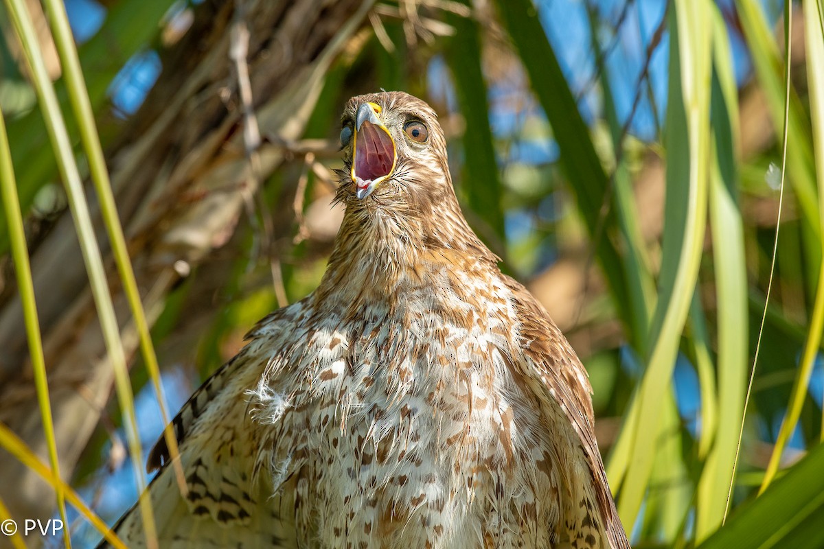 Red-shouldered Hawk - ML401149031