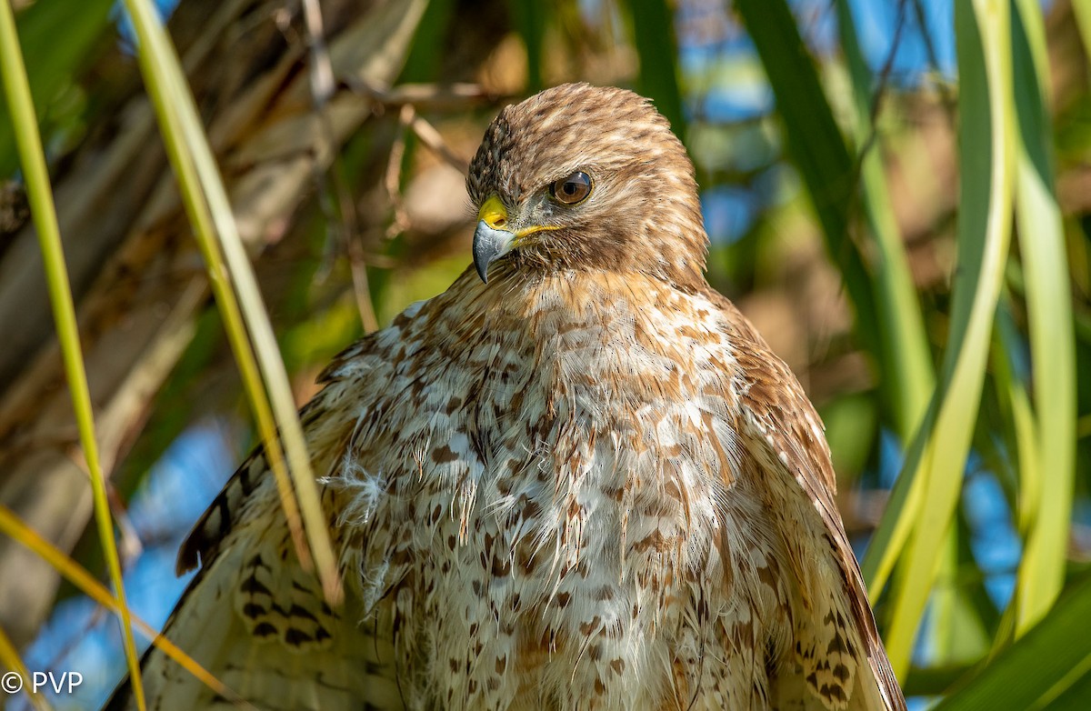 Red-shouldered Hawk - ML401149051