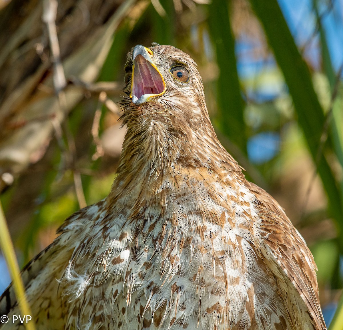 Red-shouldered Hawk - ML401149081