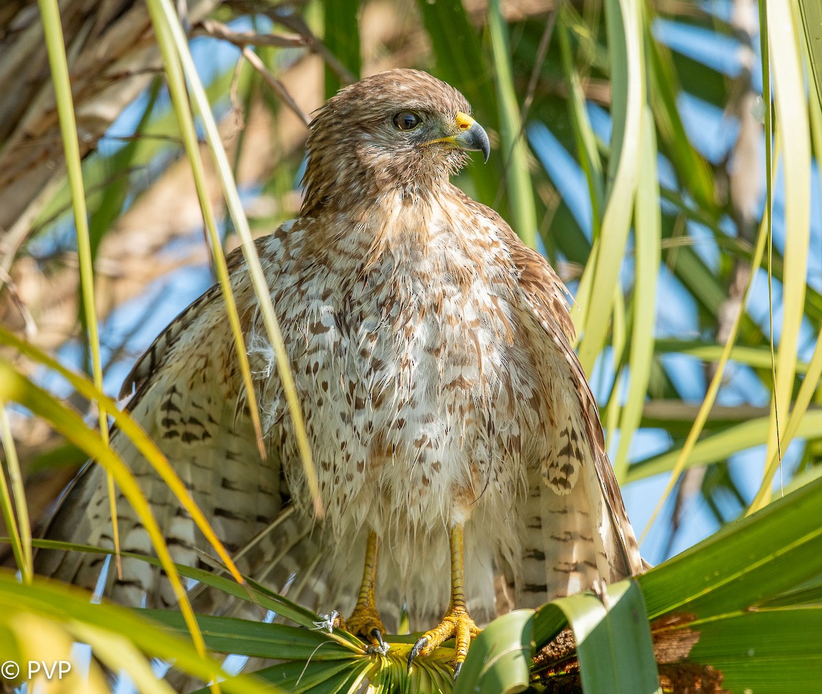 Red-shouldered Hawk - ML401149101