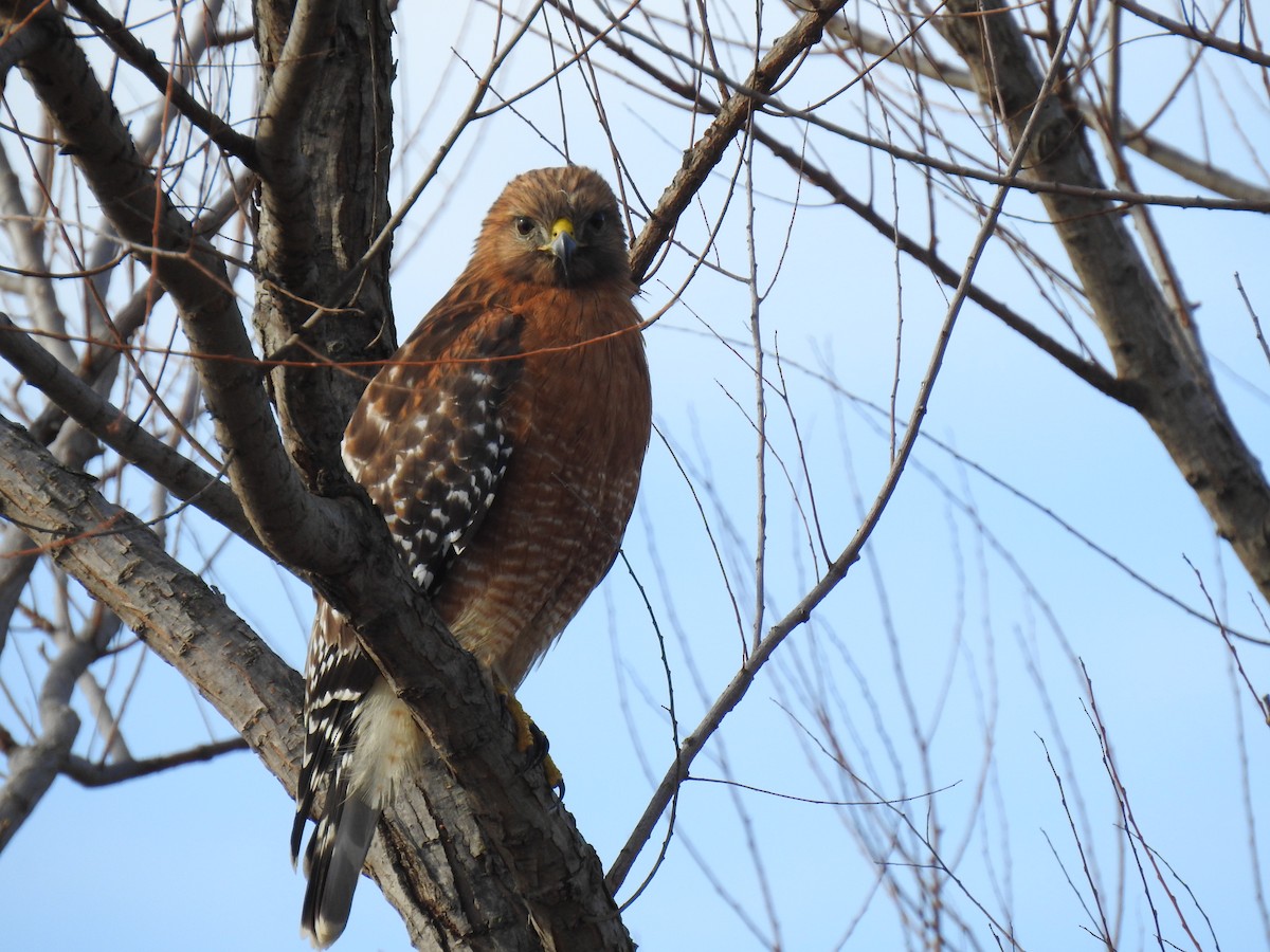 Red-shouldered Hawk - Jennifer Linde