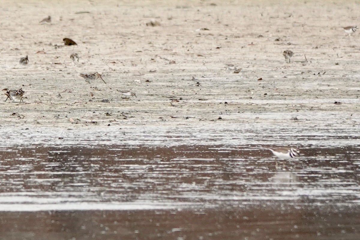 Least Sandpiper - ML401151231