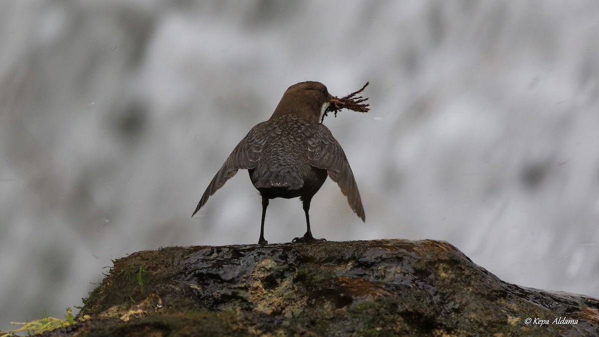 White-throated Dipper - Kepa Aldama Beltza