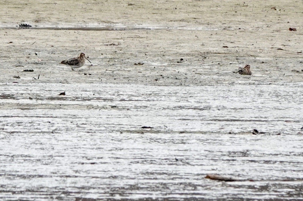 Wilson's Snipe - Fleeta Chauvigne