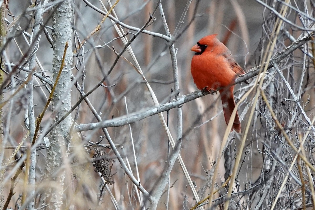 Northern Cardinal - Fleeta Chauvigne