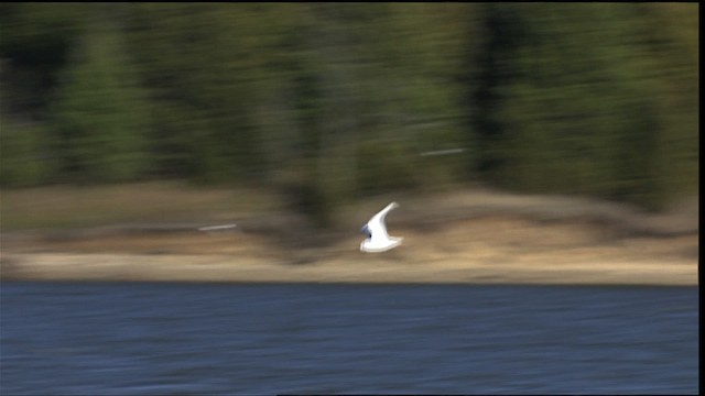 Bonaparte's Gull - ML401155