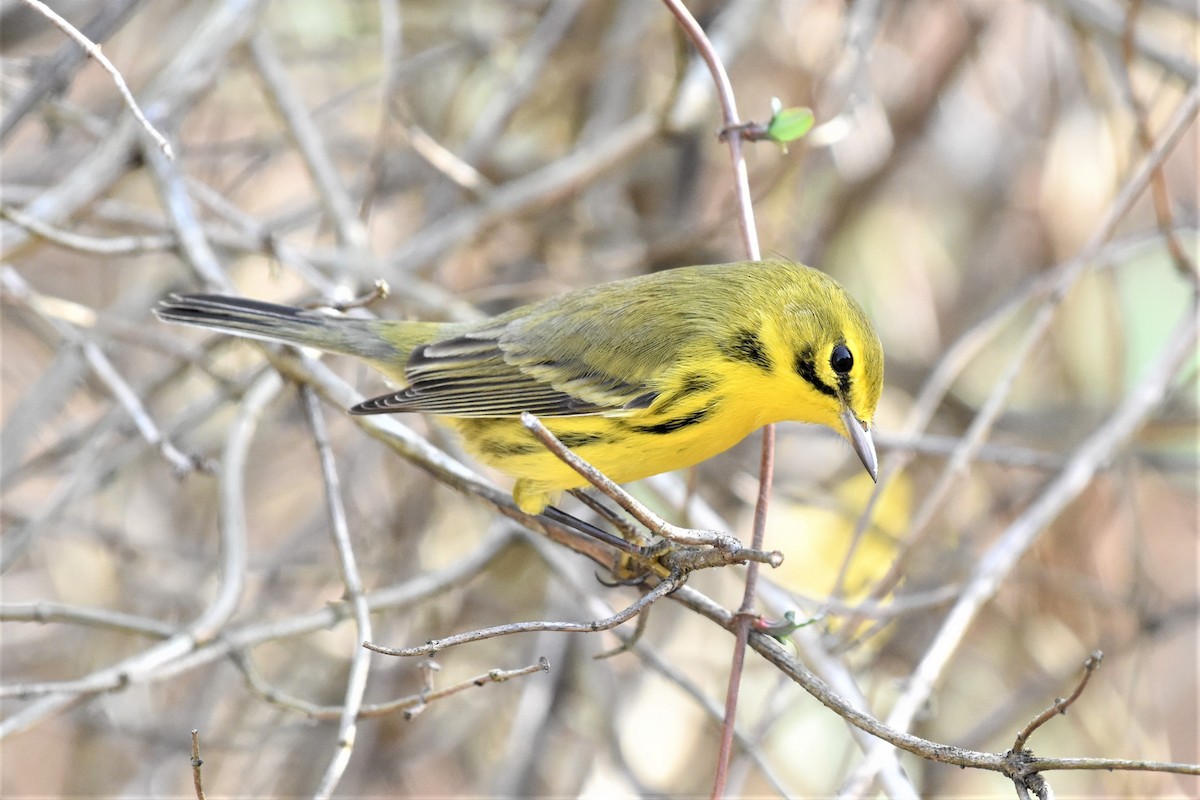 Prairie Warbler - ML401155081