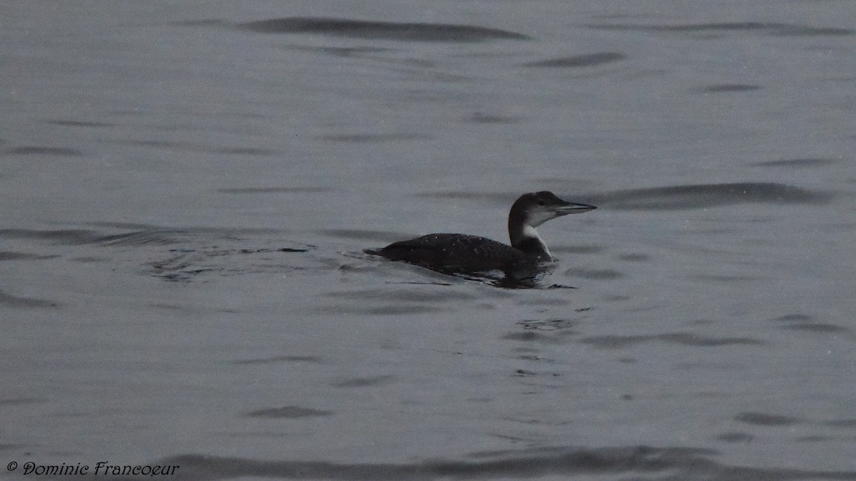 Common Loon - ML401156651