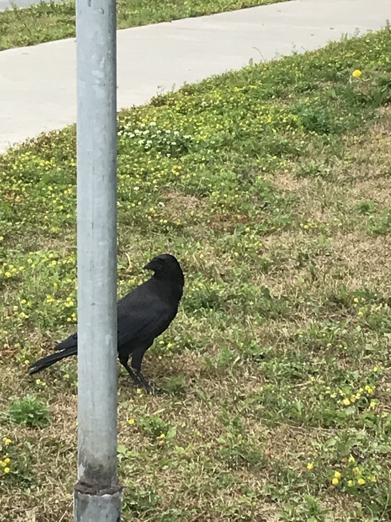 American Crow - ML401156921