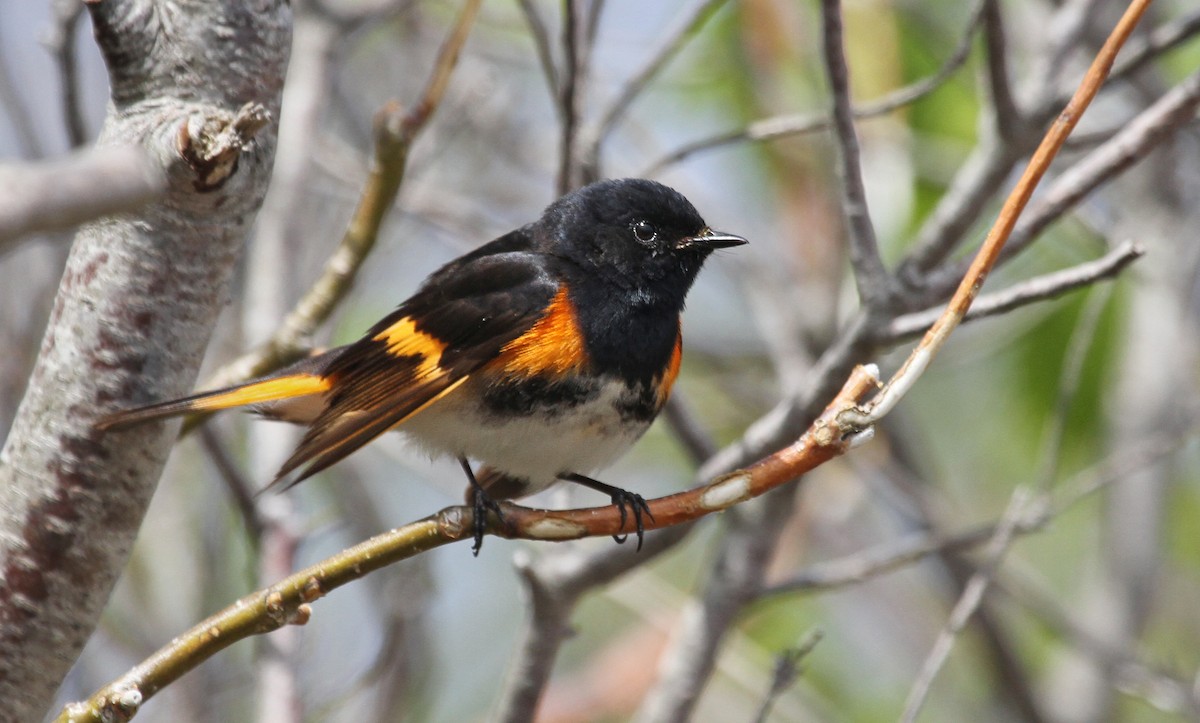 American Redstart - Ryan Schain