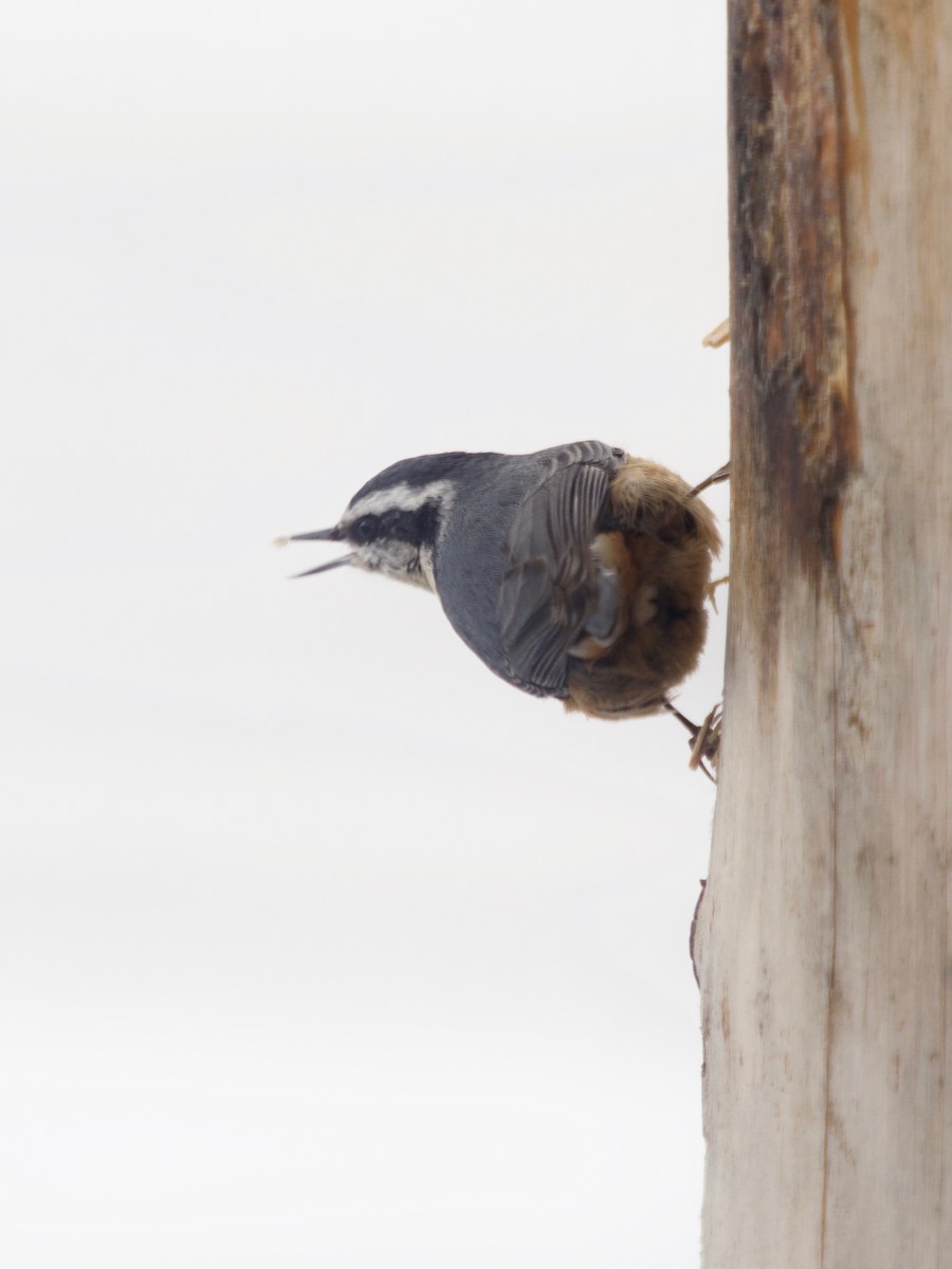 Red-breasted Nuthatch - ML401163041