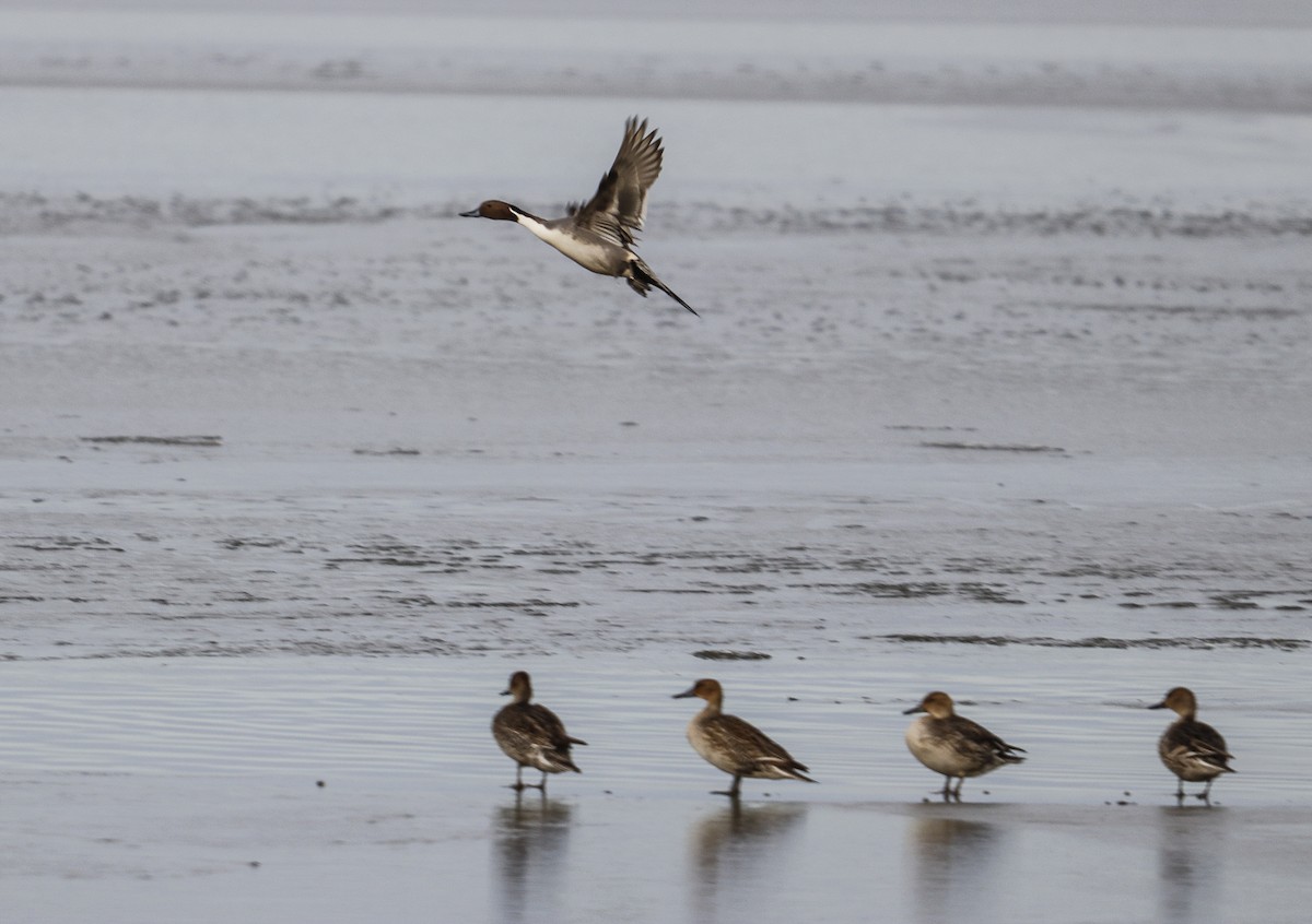 Northern Pintail - ML401164811