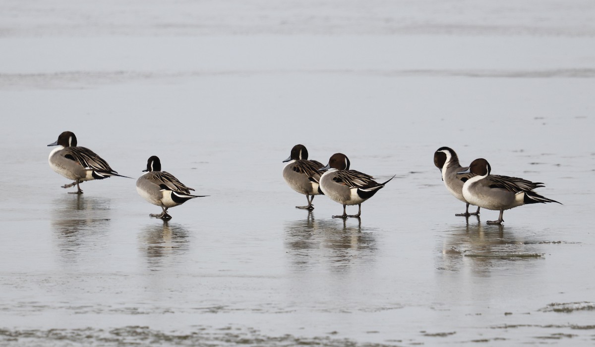 Northern Pintail - ML401164821