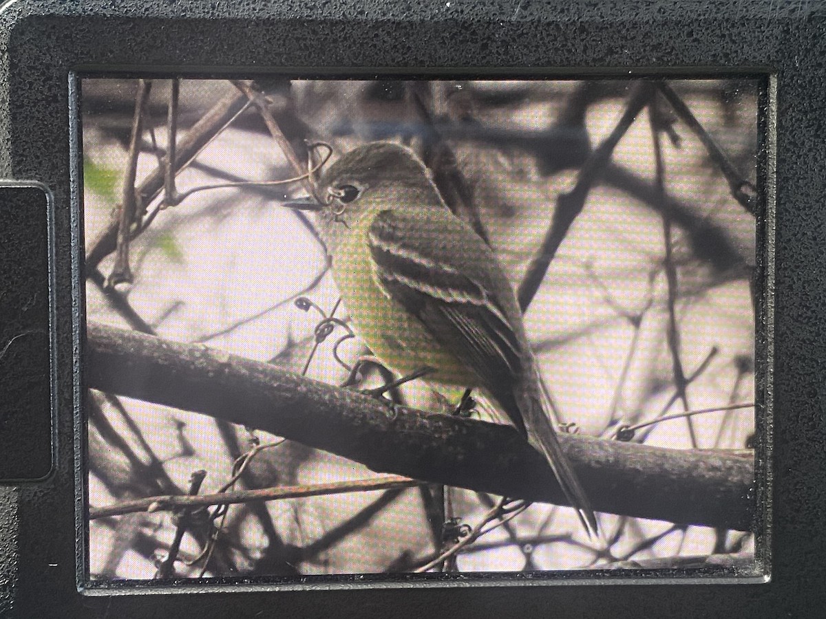 Hammond's Flycatcher - Denise Stephens