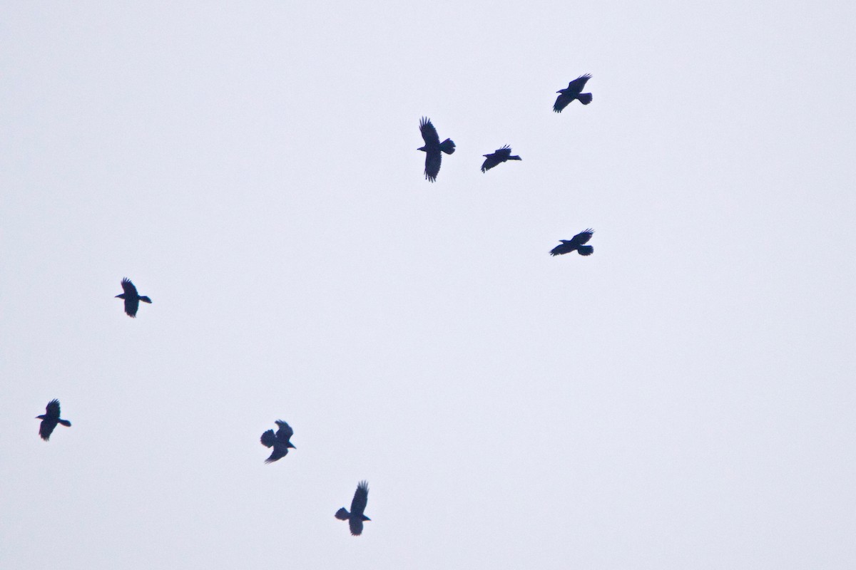 Common Raven - Normand Laplante