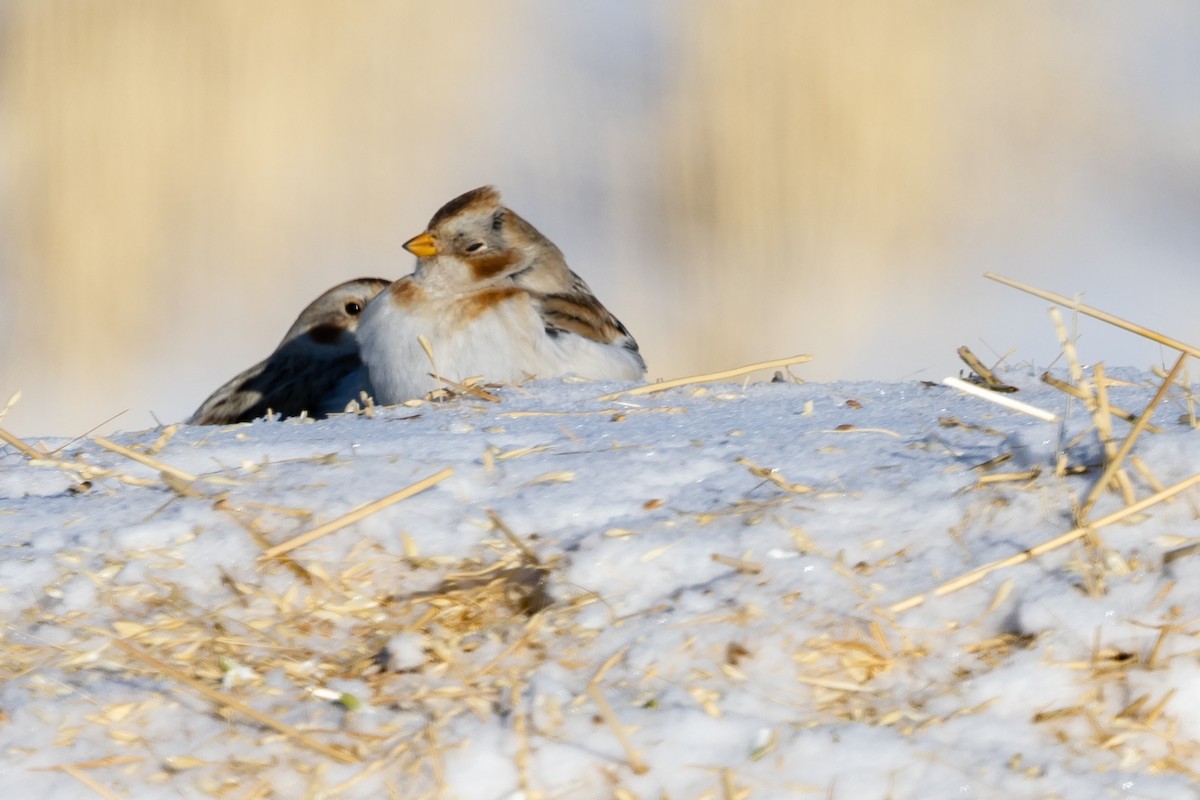 Snow Bunting - ML401167091