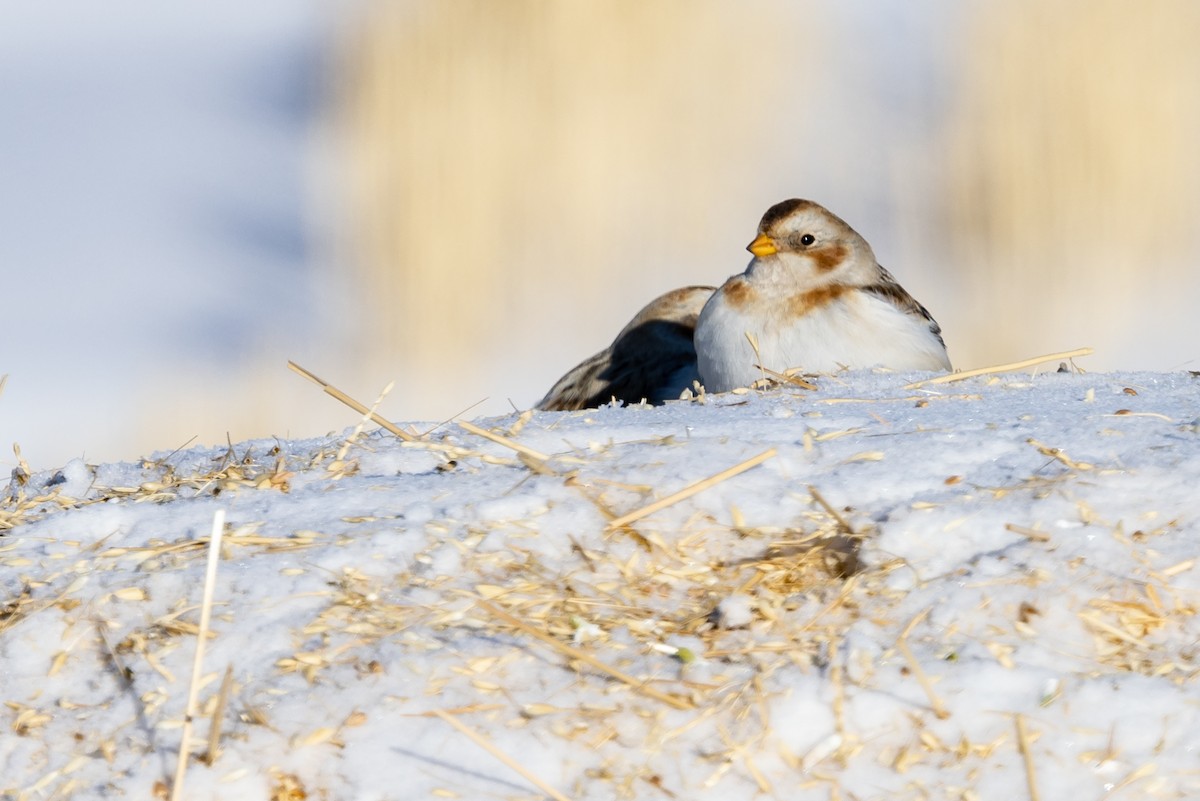 Snow Bunting - ML401167101