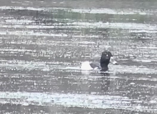 Ring-necked Duck - James Wallace