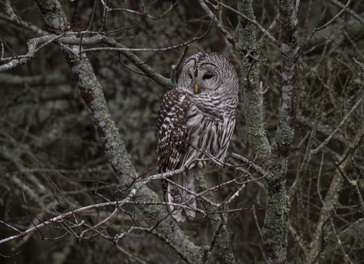 Barred Owl - ML401173391