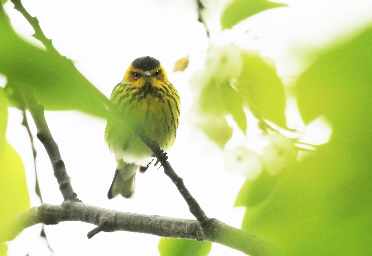 Cape May Warbler - ML40117361