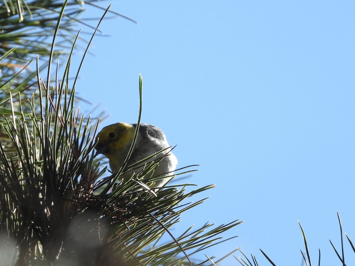 Hermit Warbler - ML401173861