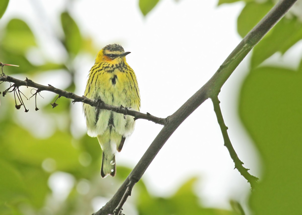 Cape May Warbler - ML40117391