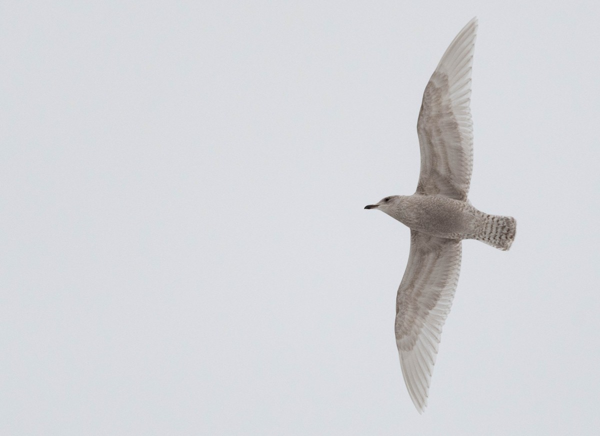 Gaviota Groenlandesa (kumlieni) - ML401175471