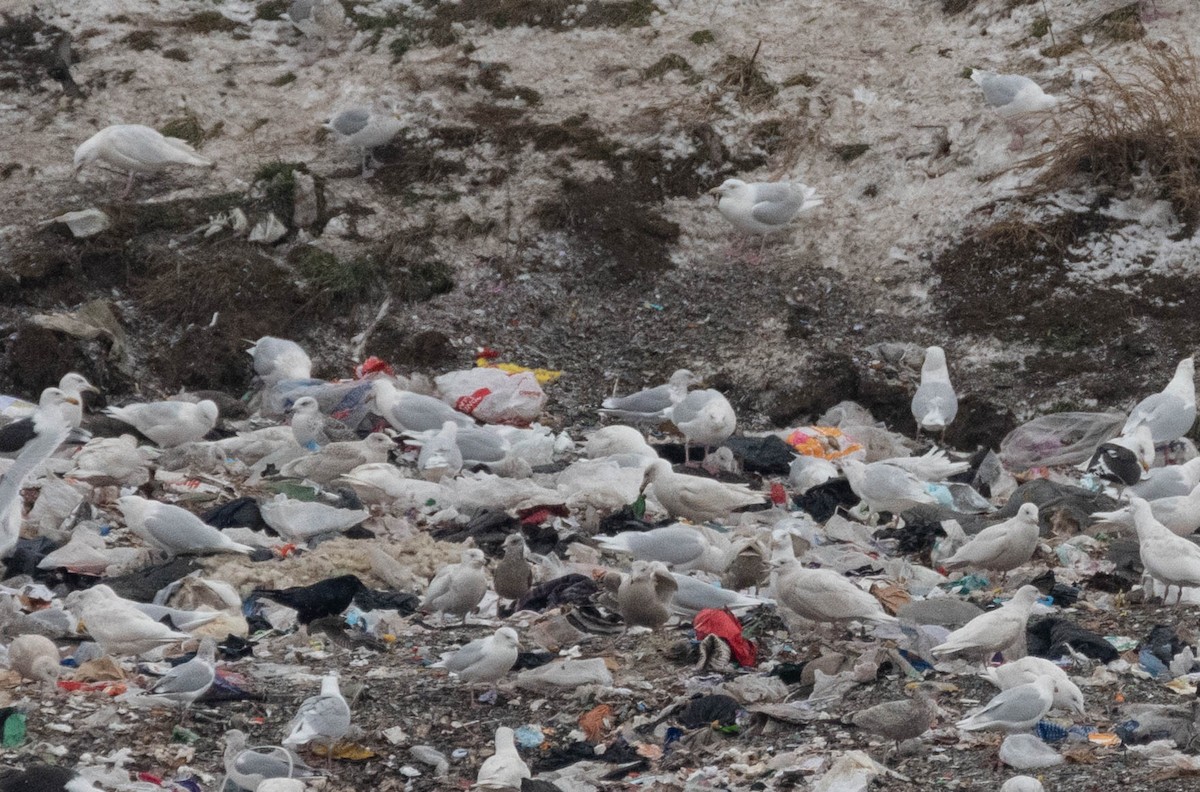 Herring x Glaucous Gull (hybrid) - Vincent Giroux