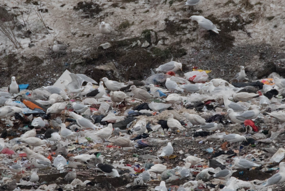 American Herring x Glaucous Gull (hybrid) - ML401175641