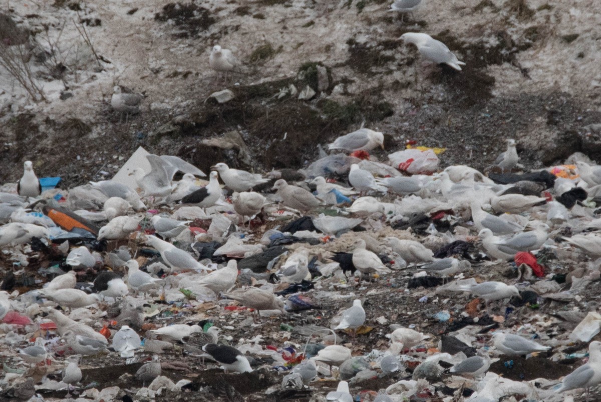 Herring x Glaucous Gull (hybrid) - Vincent Giroux