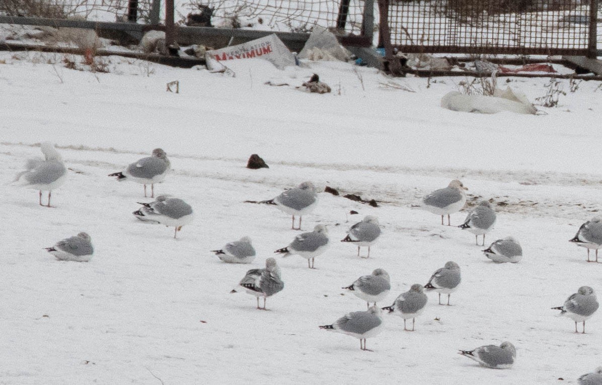 Larus sp. - ML401175681