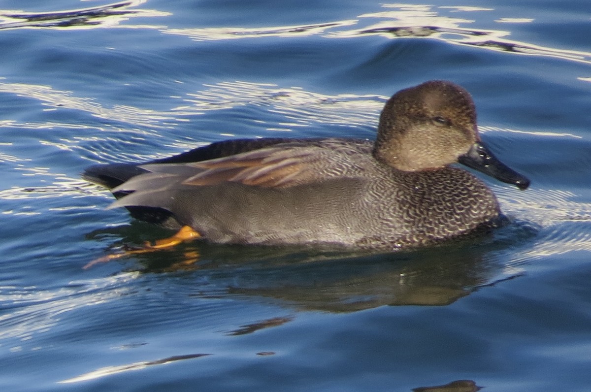 Gadwall - ML401175731