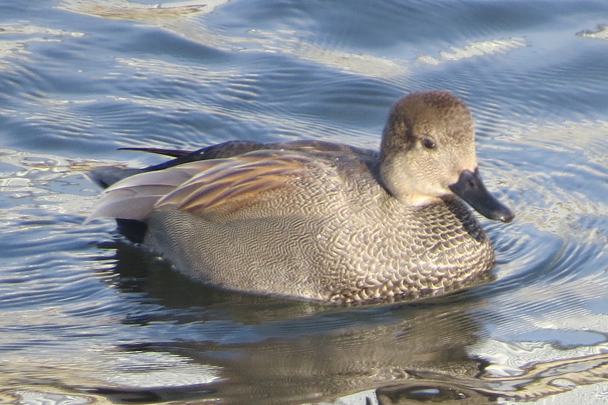 Gadwall - ML401175751