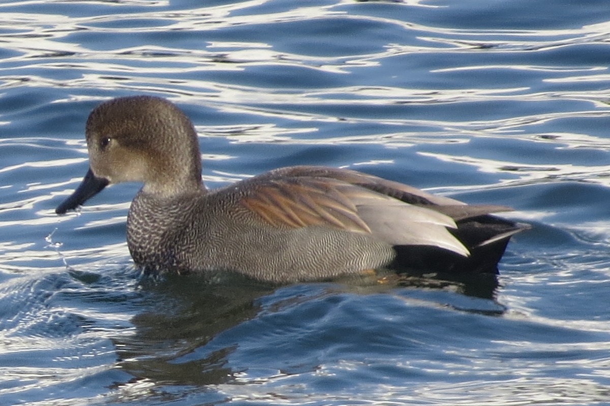 Canard chipeau - ML401175761