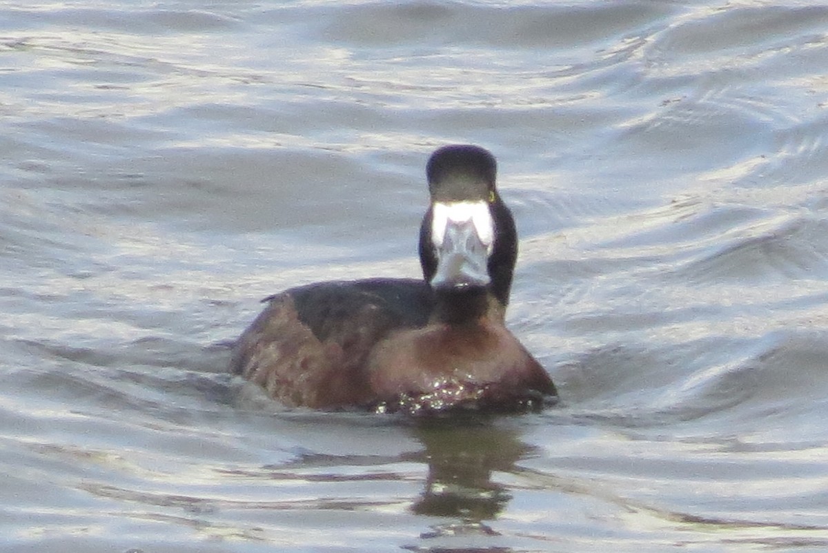 Greater Scaup - ML401175871