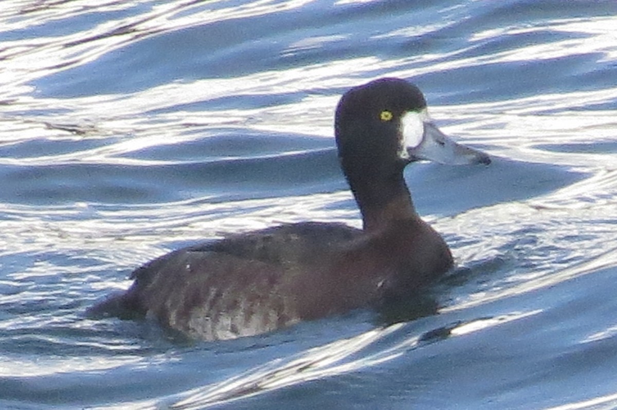 Greater Scaup - ML401175891