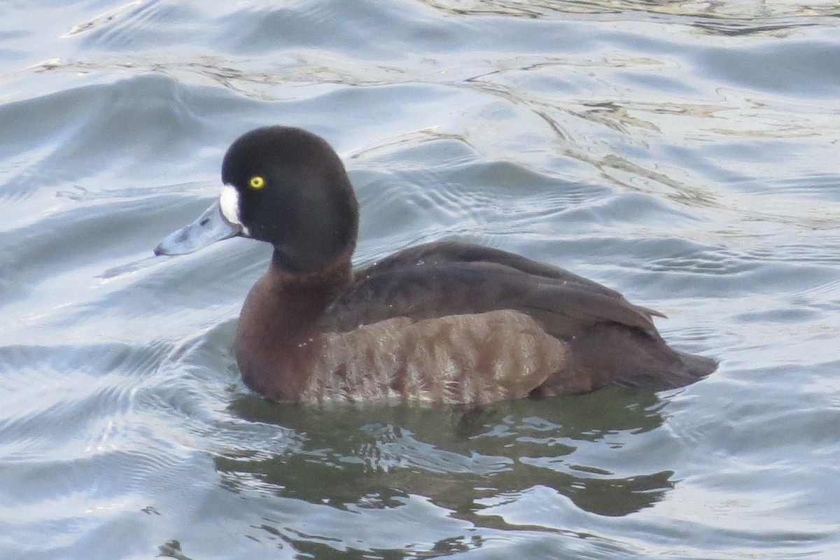 Greater Scaup - ML401175901