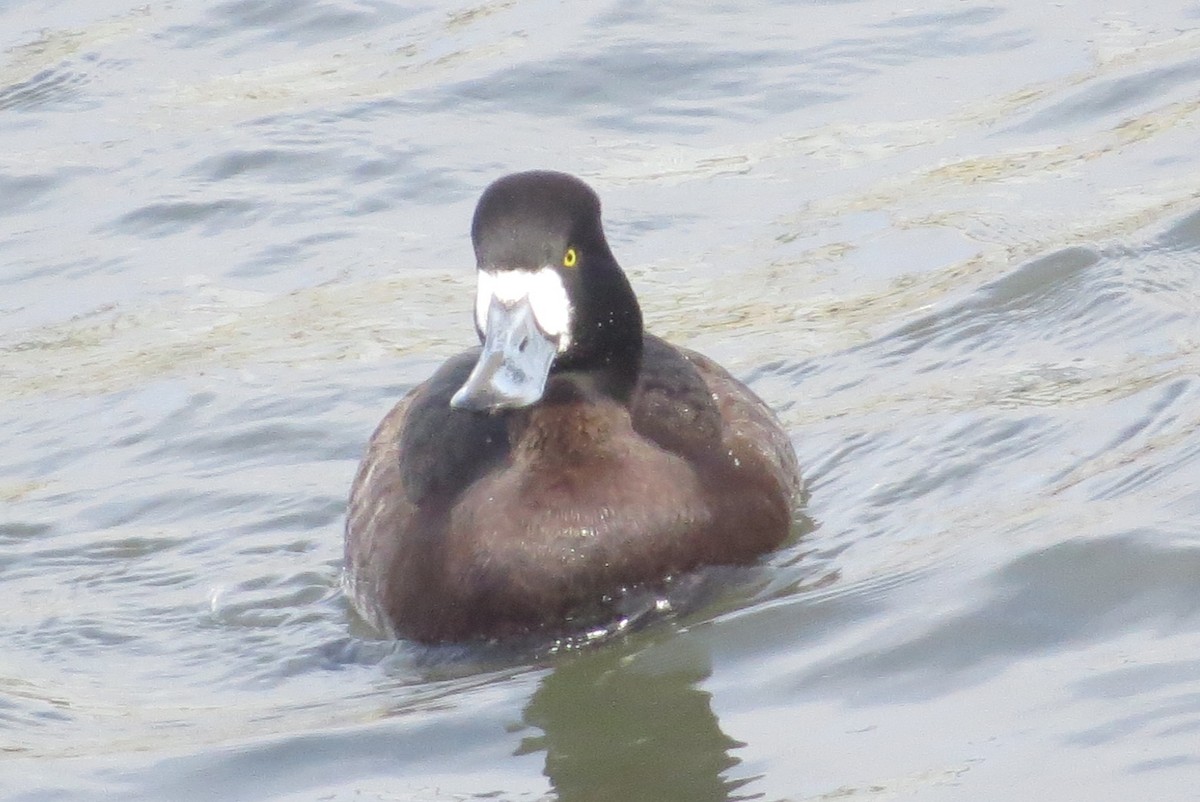 Greater Scaup - ML401175921