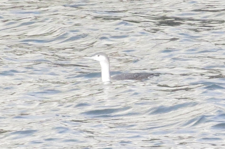 Red-throated Loon - ML401176051