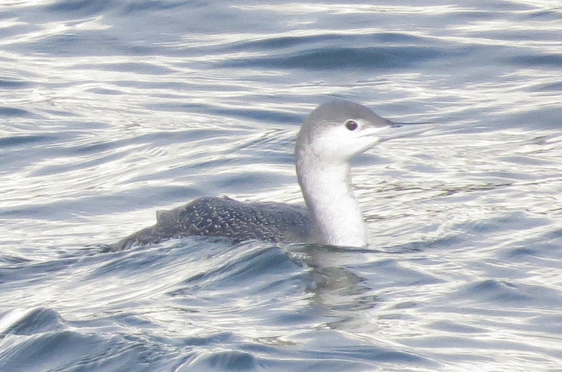 Red-throated Loon - ML401176071