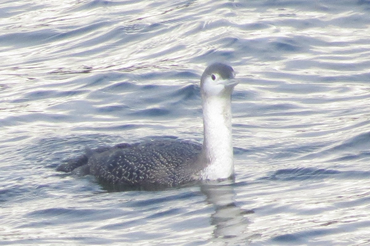 Red-throated Loon - ML401176091