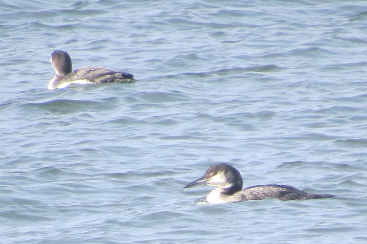 Common Loon - ML401176161