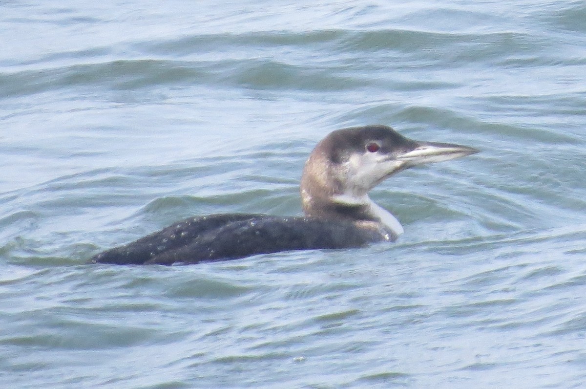 Common Loon - ML401176171