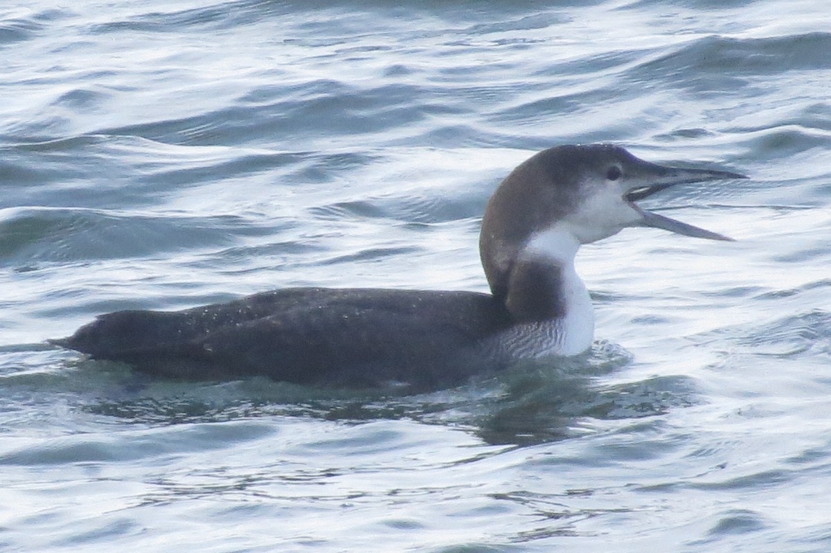 Common Loon - ML401176201