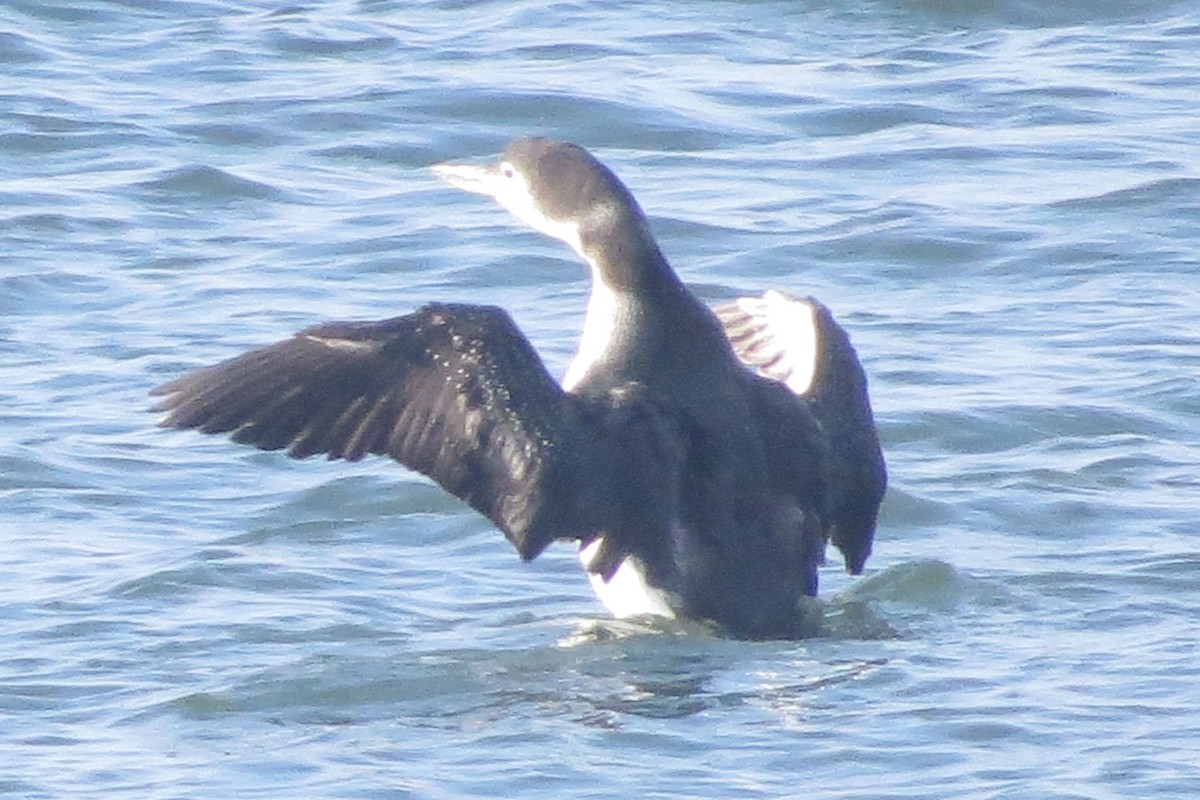 Common Loon - ML401176221