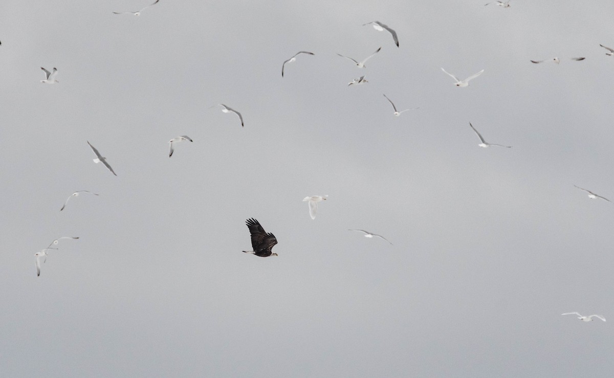 Bald Eagle - Vincent Giroux