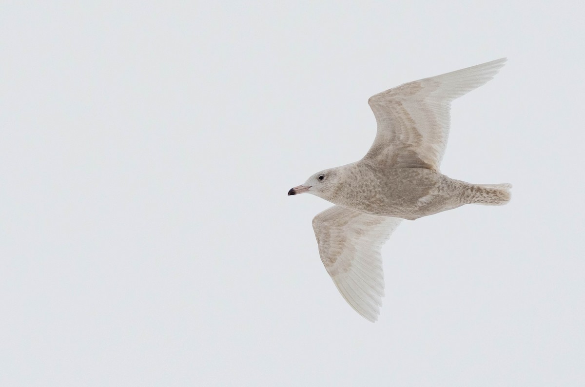 Glaucous Gull - Vincent Giroux